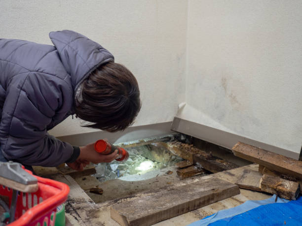 Best Black Mold Removal  in Orchards, WA