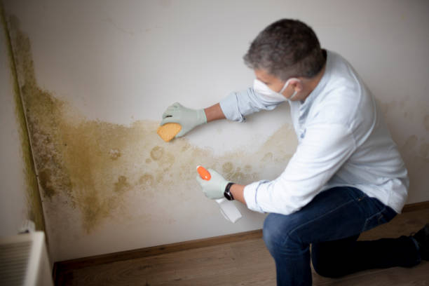 Best Black Mold Removal  in Orchards, WA