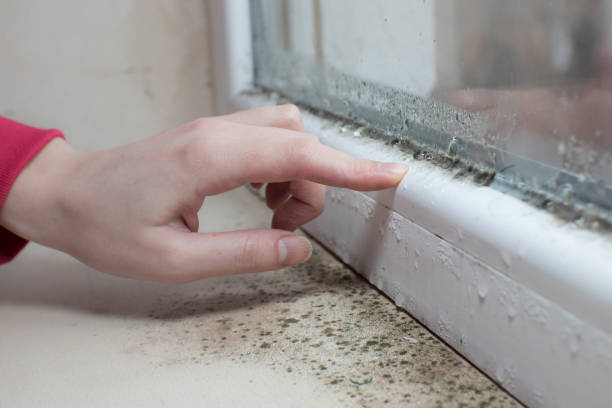 Best Environmental Consulting for Mold Prevention  in Orchards, WA