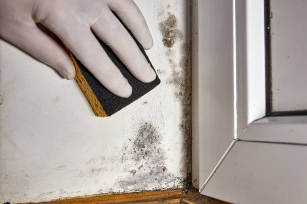 Best Mold-Related Health Consultation  in Orchards, WA
